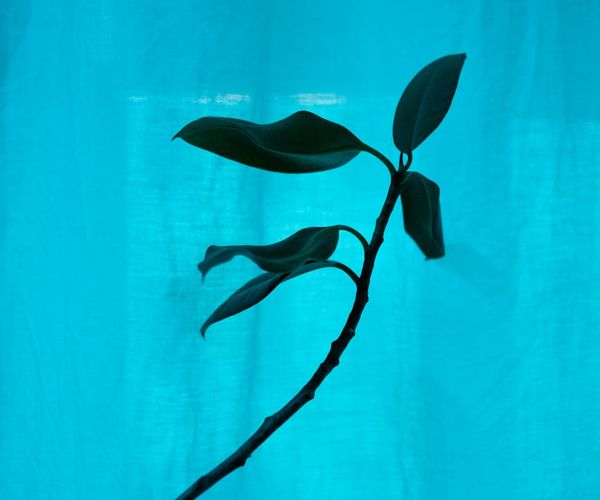 Minimalist meditation space with soft cyan lighting and plants